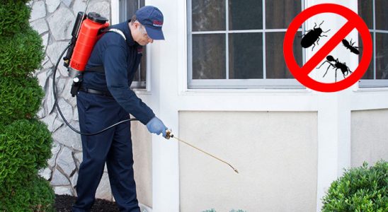 Yapraklı Tahtakurusu İlaçlama böcek ilaçlama ve haşere kontrolü — ilaclama-tr.com